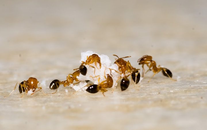 Čo proti mravcom v domácnosti – 5 rád, ktoré vám pomôžu