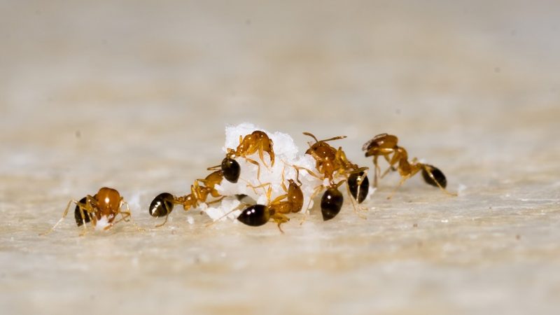 Čo proti mravcom v domácnosti – 5 rád, ktoré vám pomôžu